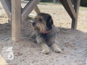 Rally-Obedience-25-08-w04-058