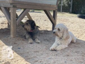 Rally-Obedience-25-08-w04-059