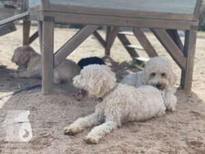 Rally-Obedience-25-08-w04-060