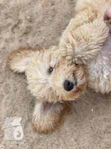 Rally-Obedience-25-08-w04-061