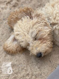 Rally-Obedience-25-08-w04-062