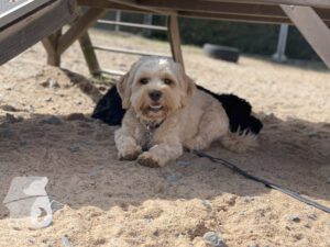 Rally-Obedience-25-08-w04-063