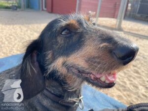 Rally-Obedience-25-08-w04-064