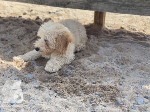 Rally-Obedience-25-08-w04-065