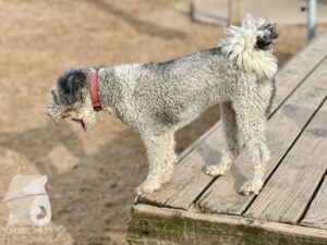 Rally-Obedience-25-08-w04-066