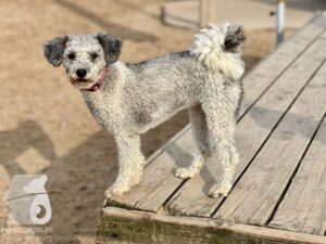 Rally-Obedience-25-08-w04-067