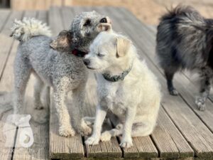 Rally-Obedience-25-08-w04-068