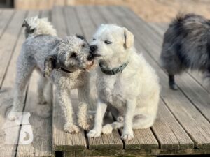 Rally-Obedience-25-08-w04-069