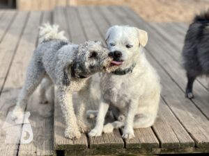 Rally-Obedience-25-08-w04-070