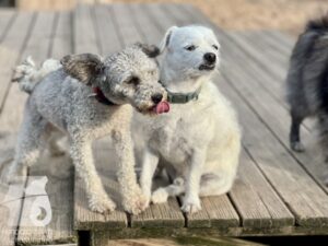 Rally-Obedience-25-08-w04-071