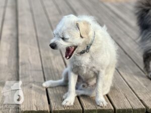 Rally-Obedience-25-08-w04-072