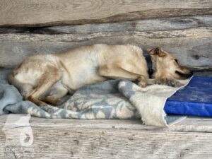 Rally-Obedience-25-08-w04-073