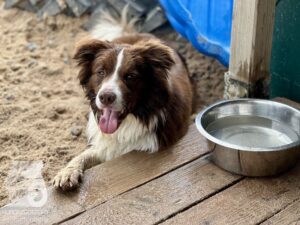 Rally-Obedience-25-08-w04-074