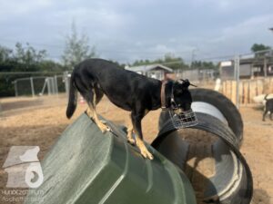 Rally-Obedience-25-08-w04-075