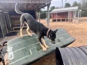 Rally-Obedience-25-08-w04-076