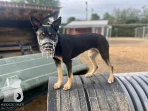 Rally-Obedience-25-08-w04-077