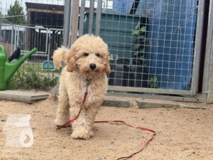 Rally-Obedience-25-08-w04-078