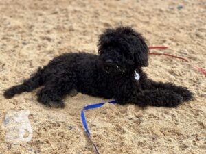 Rally-Obedience-25-08-w04-079