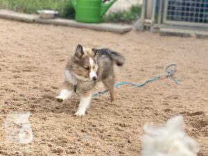 Rally-Obedience-25-08-w04-080