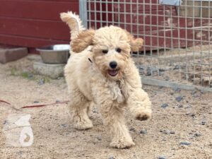 Rally-Obedience-25-08-w04-081