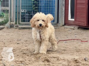 Rally-Obedience-25-08-w04-082