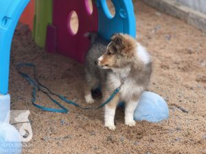 Rally-Obedience-25-08-w04-083