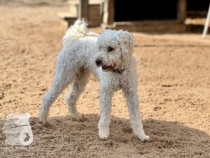 Rally-Obedience-25-08-w04-084