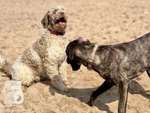 Rally-Obedience-25-08-w04-085