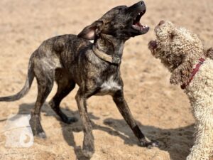 Rally-Obedience-25-08-w04-086