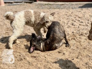 Rally-Obedience-25-08-w04-087