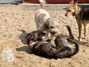 Rally-Obedience-25-08-w04-088