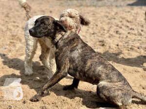 Rally-Obedience-25-08-w04-089