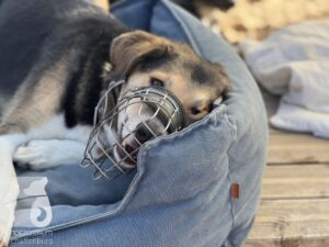 Rally-Obedience-25-08-w04-090