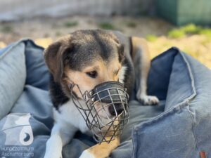 Rally-Obedience-25-08-w04-091