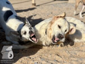 Rally-Obedience-25-08-w04-092