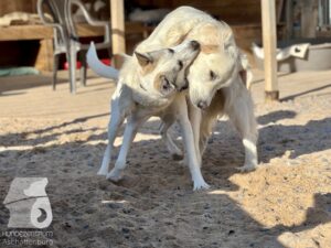 Rally-Obedience-25-08-w04-093