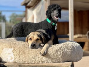 Rally-Obedience-25-08-w04-094