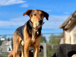 Rally-Obedience-25-08-w04-095