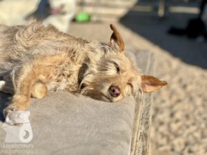 Rally-Obedience-25-08-w04-096