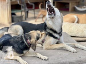 Rally-Obedience-25-08-w04-097