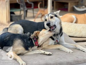 Rally-Obedience-25-08-w04-098