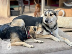 Rally-Obedience-25-08-w04-099