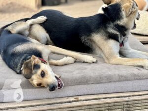 Rally-Obedience-25-08-w04-100