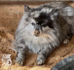 Rally-Obedience-25-08-w18-001