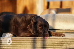 Rally-Obedience-25-08-w18-002