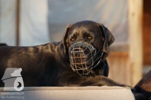 Rally-Obedience-25-08-w18-003