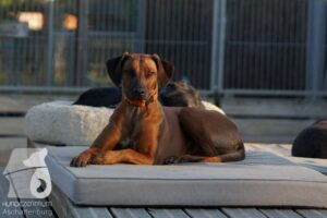 Rally-Obedience-25-08-w18-004