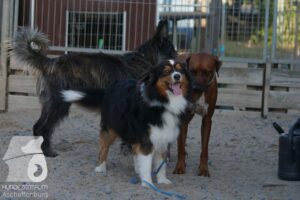 Rally-Obedience-25-08-w18-005