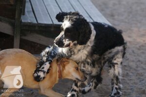 Rally-Obedience-25-08-w18-006