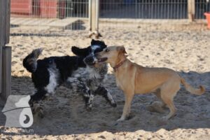 Rally-Obedience-25-08-w18-007